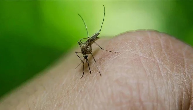 Dang humması 40 can aldı! 60 binden fazla vaka…