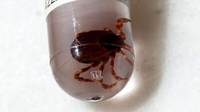 Yeni bir kene virüsü tespit edildi