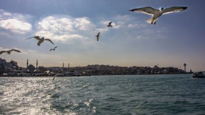 Yaz aylarının kabusu şimdiden belli oldu…