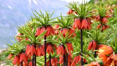 Bu çiçeği koparmanın cezası 244 bin 315 lira