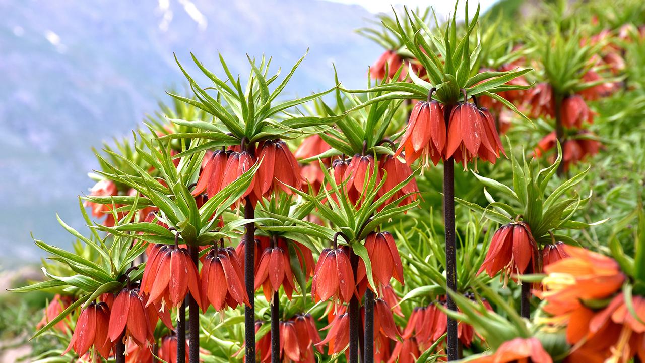 Bu çiçeği koparmanın cezası 244 bin 315 lira Bu çiçeği koparmanın cezası 244 bin 315 lira