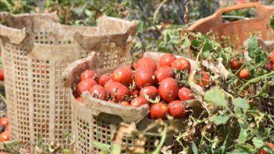 Bursa’da bu domatesler ne olacak? Soğan fiyatları uçtu gidiyor!