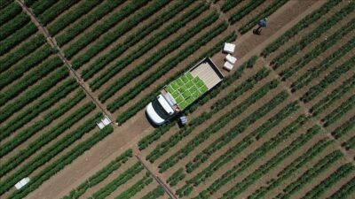 Bir rekor da tarım sektöründen