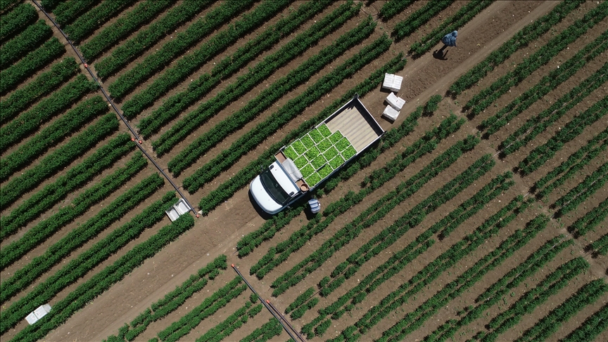 Bir rekor da tarım sektöründen