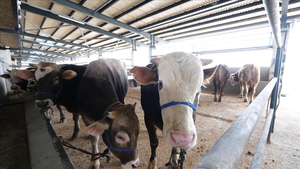 İnegöl Hayvan Pazarı’na kurbanlıklar gelmeye başladı