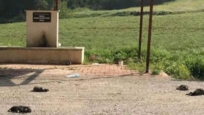 Vahşet! 6 yavru köpek öldürüldü