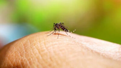 Peru’da dang humması vakası 73 bini aştı