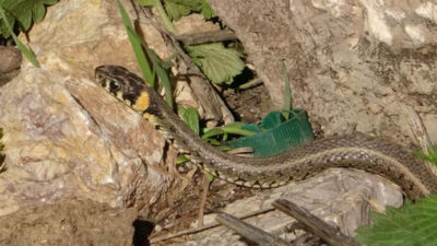 Bu görüntüler Hakkari’den! Sürüler halinde ortaya çıktılar