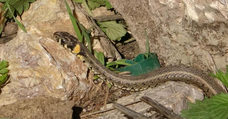 Bu görüntüler Hakkari’den! Sürüler halinde ortaya çıktılar