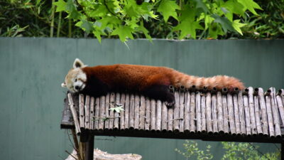 Macaristan’dan getirilen kızıl panda Bursa’daki yeni yuvasında