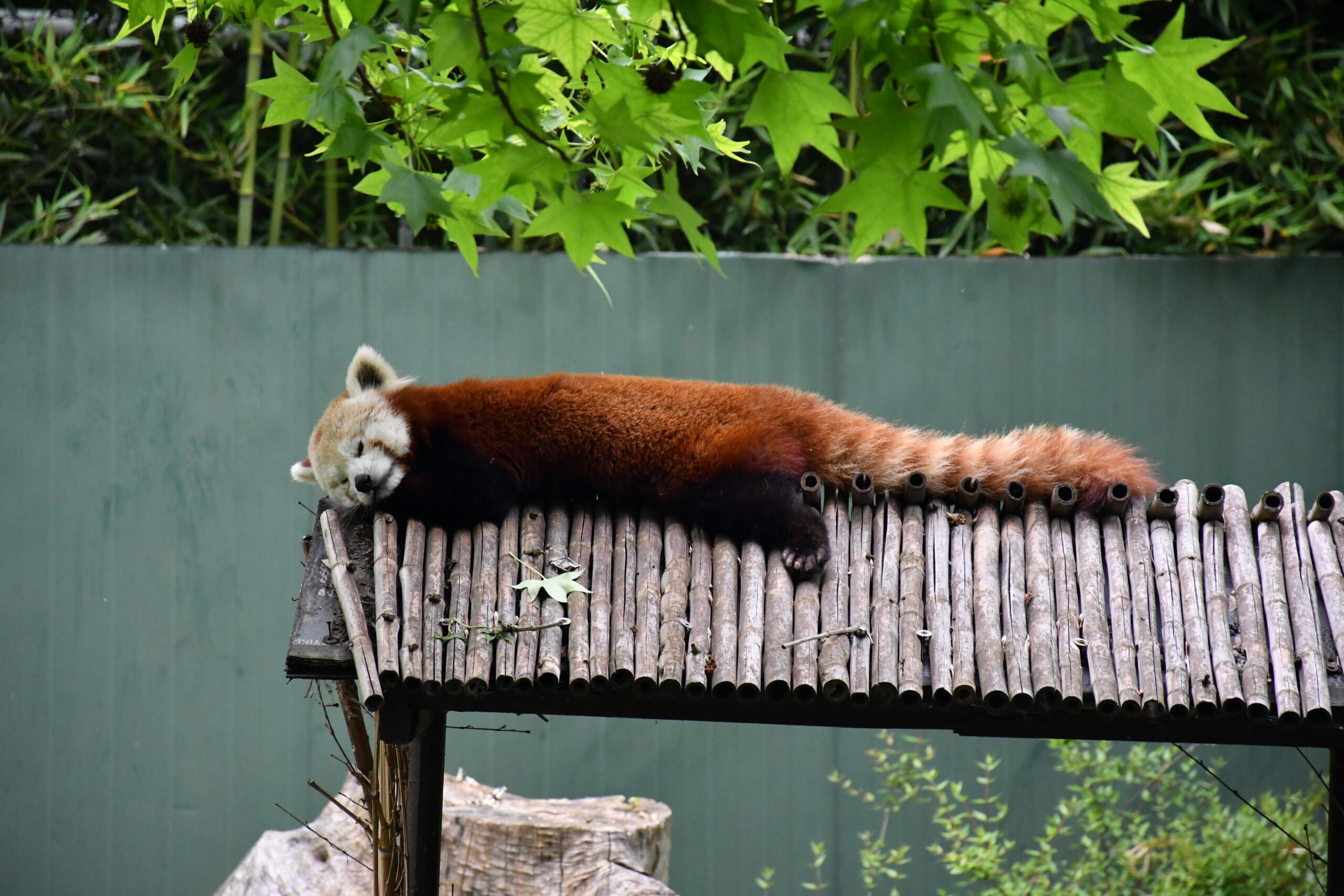 Macaristan’dan getirilen kızıl panda Bursa’daki yeni yuvasında