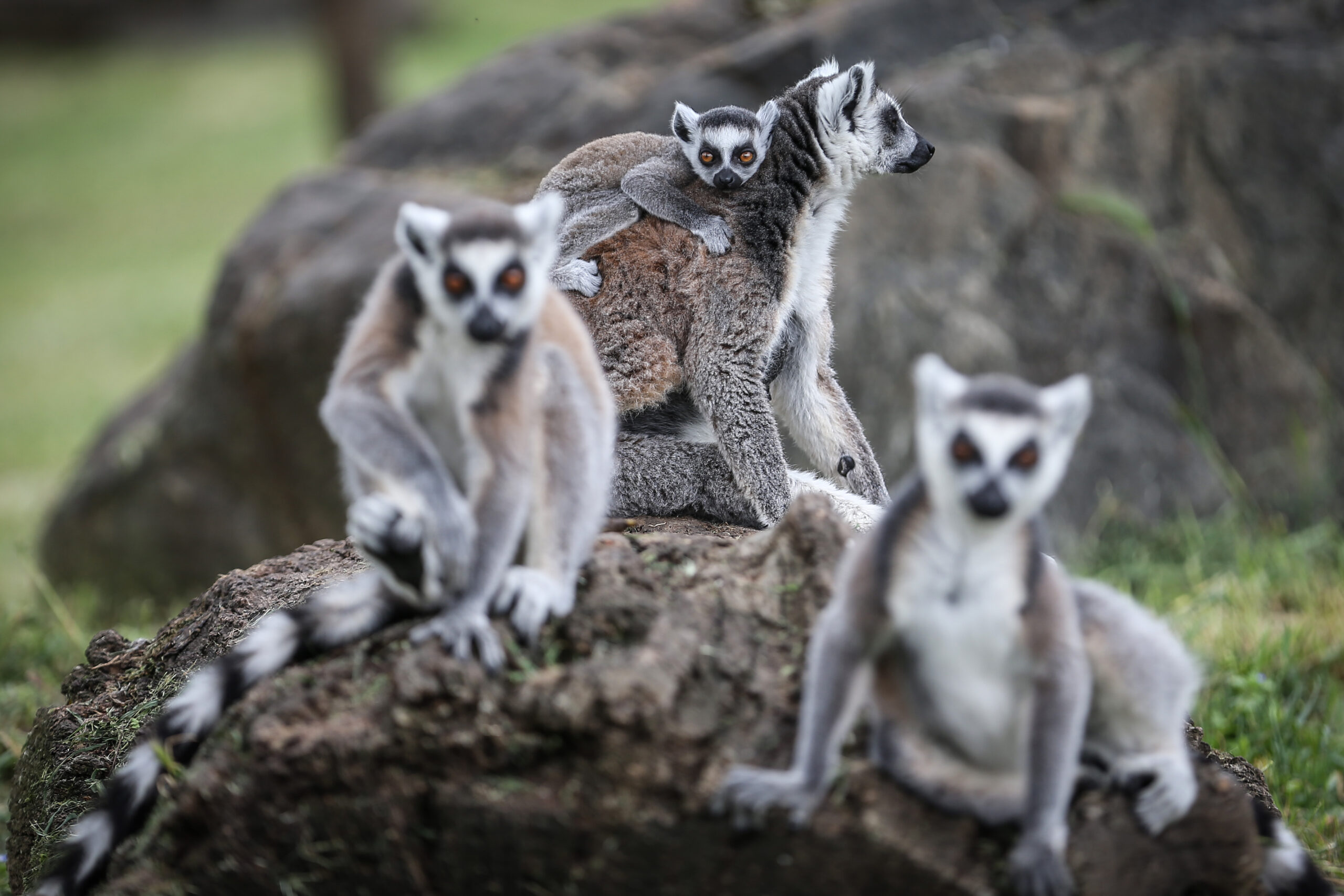 Bursa Hayvanat Bahçesi’nin Madagaskarlı misafirleri