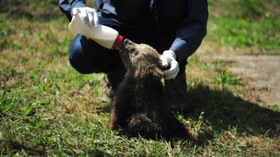Bursa’daki ayı barınağında sevimli yavrulara özenle bakılıyor