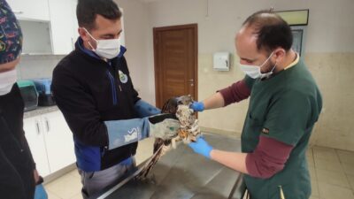 Bursa’da yaralanan şahine vatandaş sahip çıktı