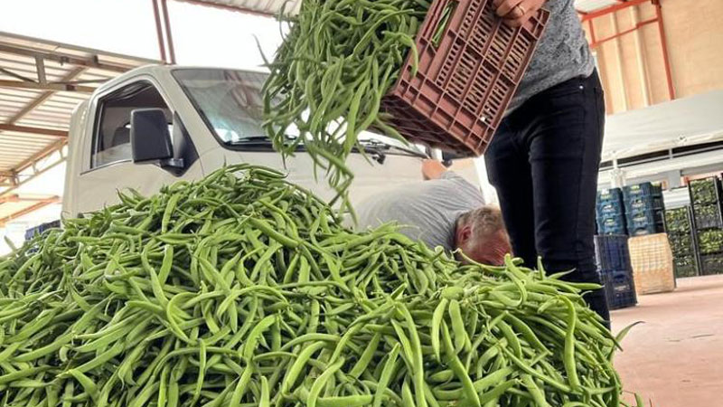 Bursa’da nazende fasulye çıktı