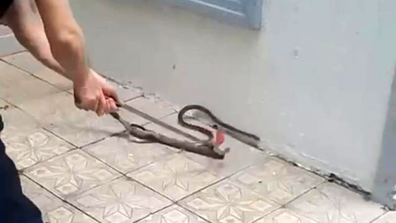 Bursa’da yılan paniği