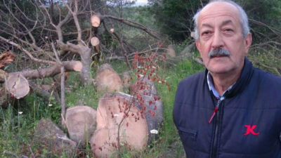 İlginç hırsızlık! 150 yıllık çınar ağaçlarını çaldılar