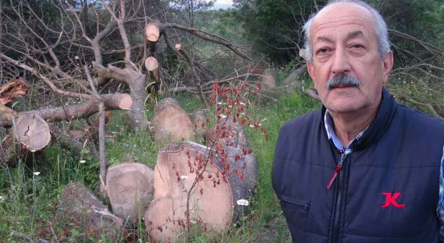 İlginç hırsızlık! 150 yıllık çınar ağaçlarını çaldılar
