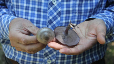 ‘Ölüm meleği’ mantarı uyarısı