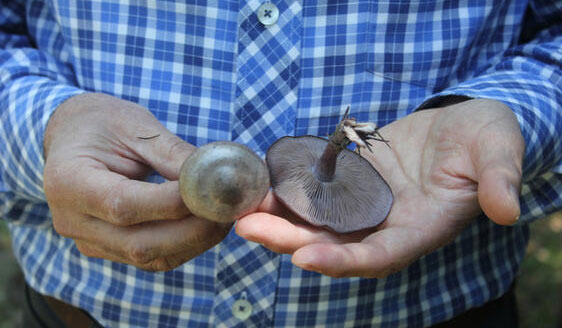 ‘Ölüm meleği’ mantarı uyarısı ‘Ölüm meleği’ mantarı uyarısı