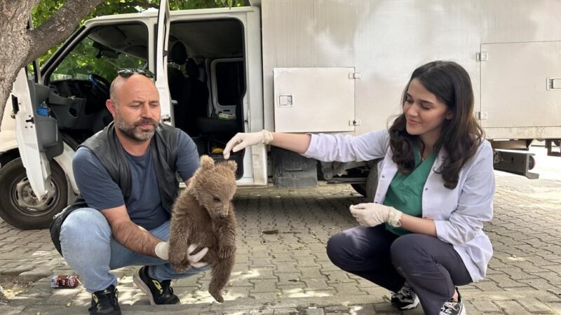 Bursa’da ayı yavrusu bulundu Gürsu’nun Dışkaya Köyü’nde sevimli bir yavru ayı bulundu. Köy muhtarının