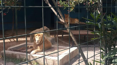 Selfie için kafese giren aileye saldıran aslan! Çocuğun saçlı derisini kopardı