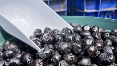 Gemlik zeytinine Avrupa Birliği tescili geliyor