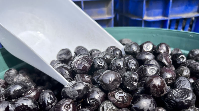 Gemlik zeytinine Avrupa Birliği tescili geliyor Gemlik zeytinine Avrupa Birliği tescili geliyor