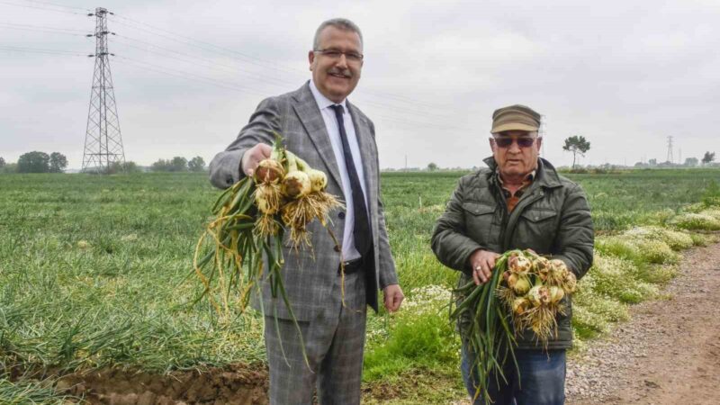 Bursa’nın meşhur Karacabey soğanının hasadının başlamasına günler kaldığını belirten Karacabey
