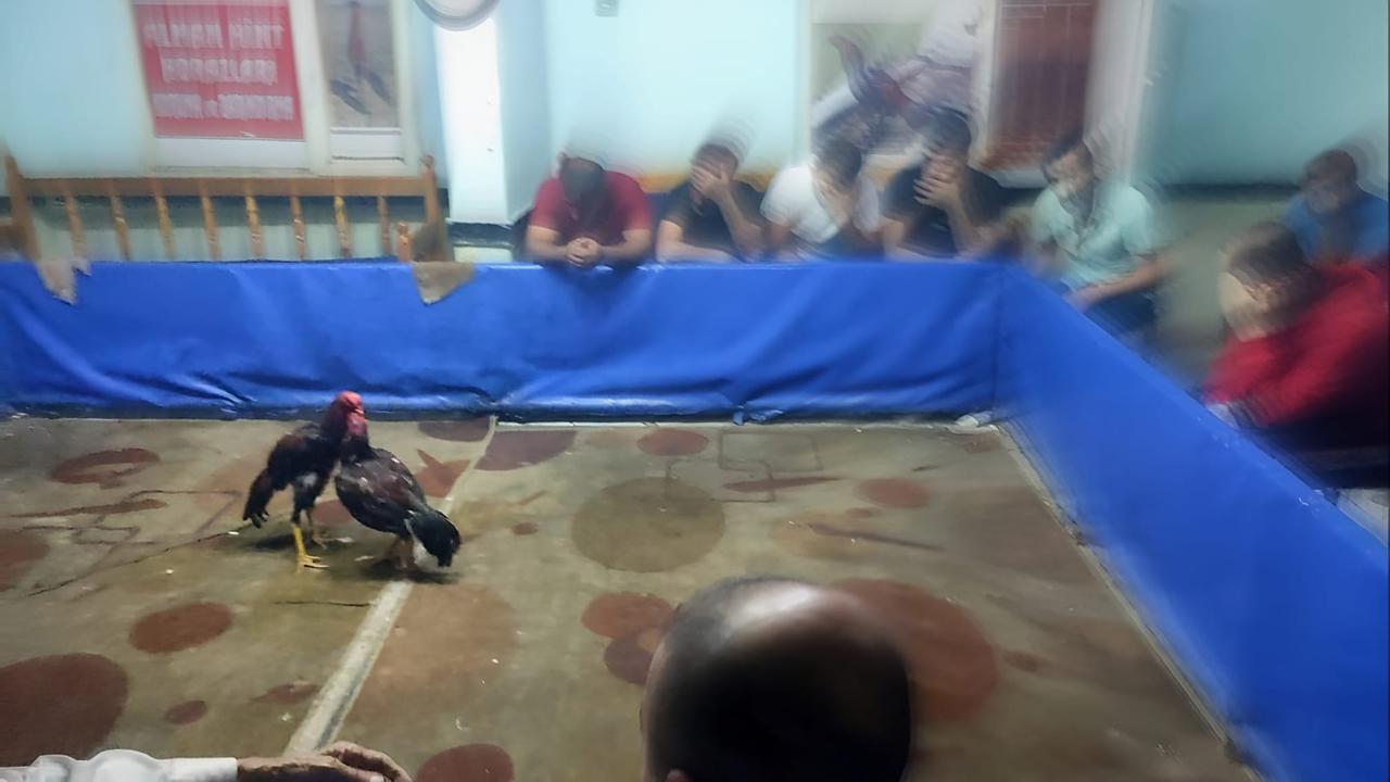 Horozları koruma derneğinde horoz dövüştürürken yakalandılar