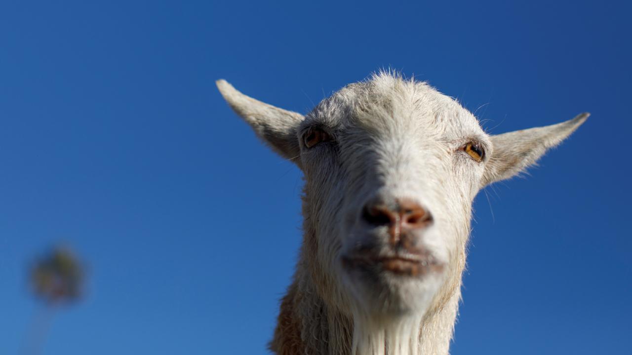 Polis yardım çığlığı sandı, keçi çıktı