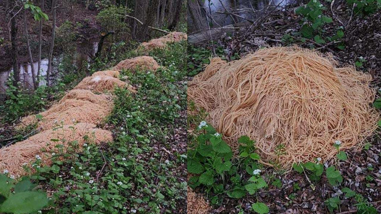 Ormanda garip keşif! Uzunluğu 7,5 metre… Ormanda garip keşif! Uzunluğu 7,5 metre…