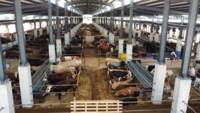 Bursa’da kurbanlık fiyatları belli oldu! İşte büyük ve küçükbaşta rakamlar…