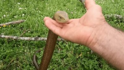 Bursa’da görülen canlı herkesi şaşkına çevirdi!