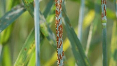Hepimizi aç bırakacak korkunç olay!
