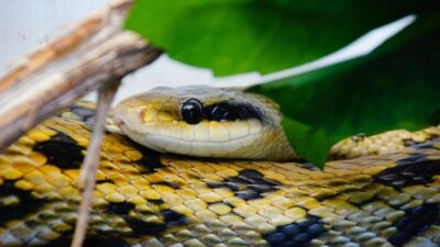 Bursa’da elleriyle yakaladı! Bu tarihte üzerimize akın edecekler…