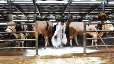 Osmangazi’de kurban pazarlarında sinekle mücadele
