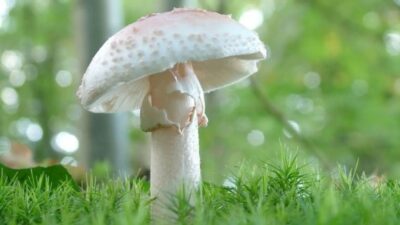 Mantardan zehirlenen 21 kişiden biri hayatını kaybetti