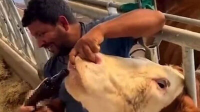 “İneğe içki” videosunun ardından çiftlik çalışanı tutuklandı