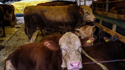 Fiyatı 120 bin lirayı buldu! Kurbanlıklar İstanbul’a gelmeye başladı: Daha ilk günden satış yapıldı