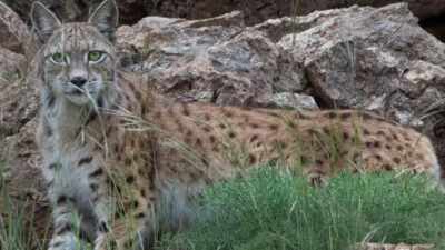 Koruma altındaki vaşak, fotokapanla görüntülendi