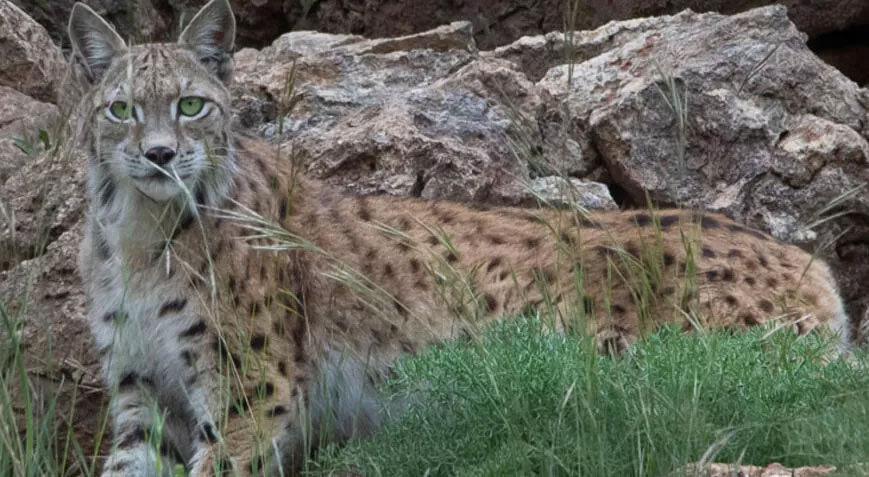 Koruma altındaki vaşak, fotokapanla görüntülendi Koruma altındaki vaşak, fotokapanla görüntülendi