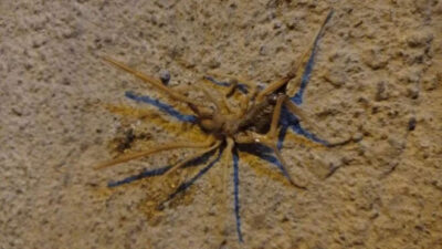 Havalar ısındı, sarıkız ortaya çıktı