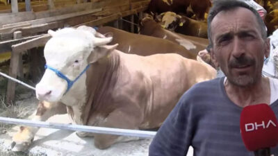 Kurban pazarlarında boğalara ilgi yoğun: 1 ton 400 kiloluk gürkan 190 bin liraya satıldı