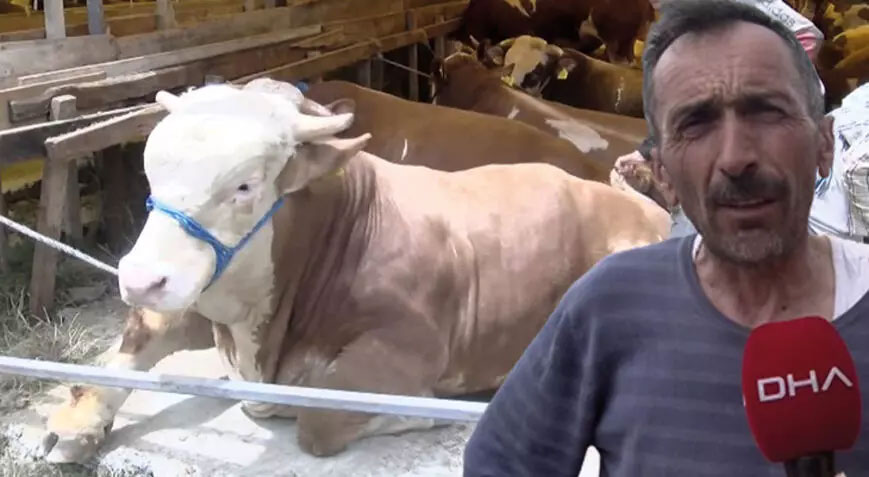 Kurban pazarlarında boğalara ilgi yoğun: 1 ton 400 kiloluk gürkan 190 bin liraya satıldı