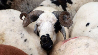 Besicilere Kurban Bayramı öncesi ‘karantina’ uyarısı