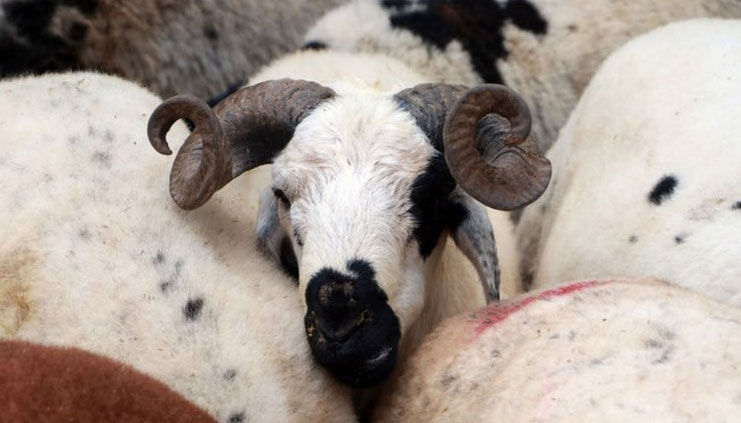 Besicilere Kurban Bayramı öncesi ‘karantina’ uyarısı