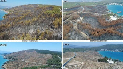 Yanan alanlar yeşillendi