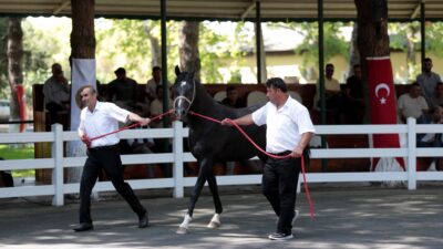 TİGEM 46 tay satarak 10 milyon 480 bin lira gelir elde etti