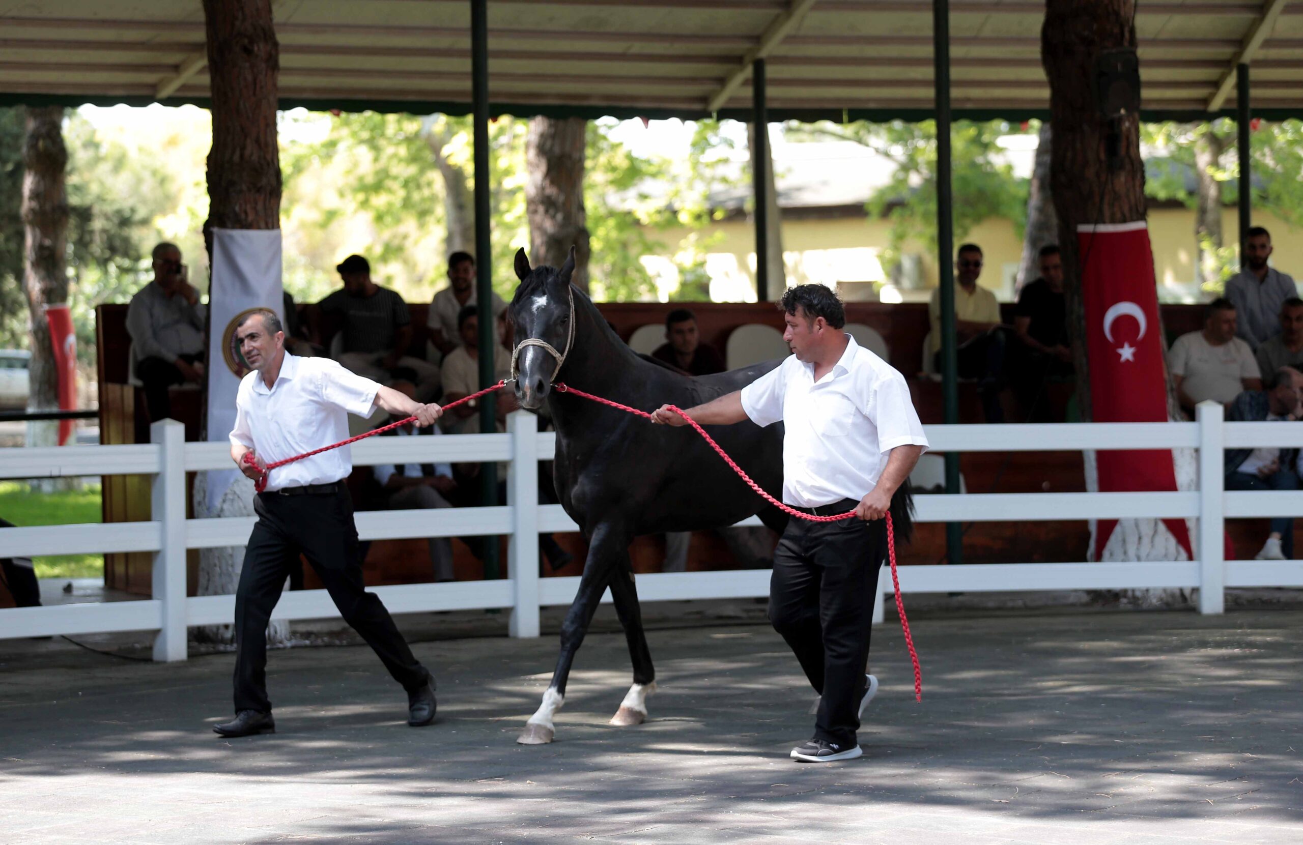 TİGEM 46 tay satarak 10 milyon 480 bin lira gelir elde etti TİGEM 46 tay satarak 10 milyon 480 bin lira gelir elde etti